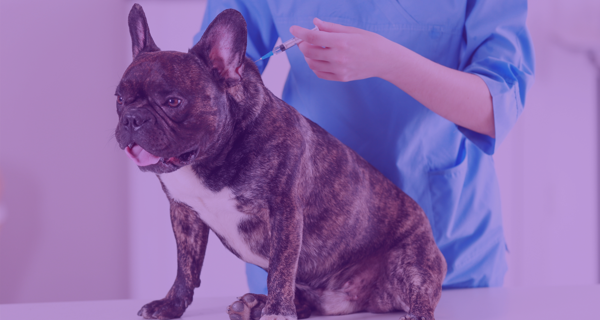 VetTV, tu canal de televisión veterinario presenta: Las vacunas del perro-imagen